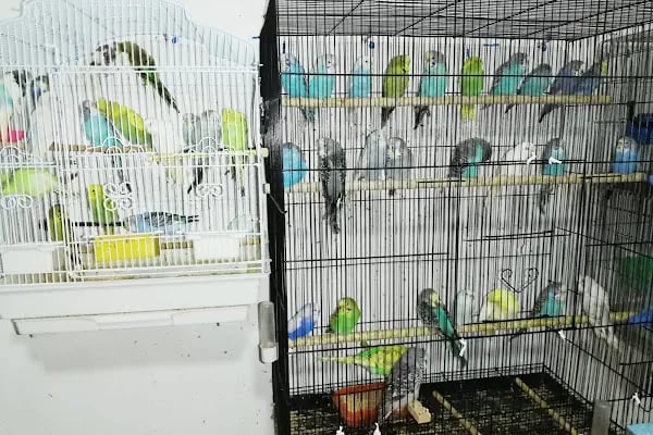 Akvaryum park Pet Shop ve kuş galerisi - Resim 5