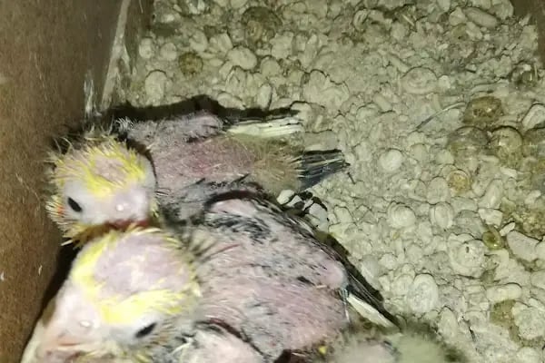 Akvaryum park Pet Shop ve kuş galerisi - Resim 15