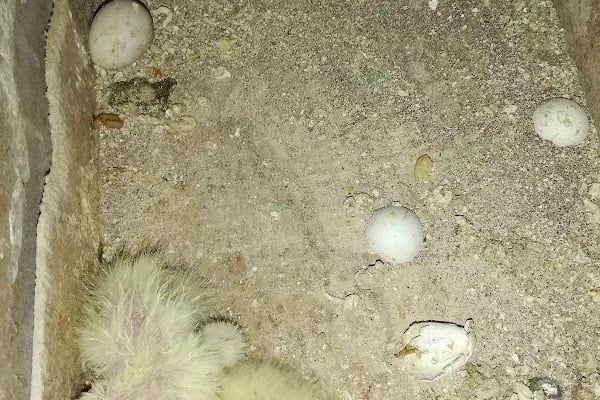 Akvaryum park Pet Shop ve kuş galerisi - Resim 4