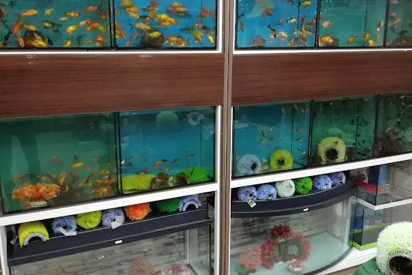 Akvaryum park Pet Shop ve kuş galerisi - Resim 20