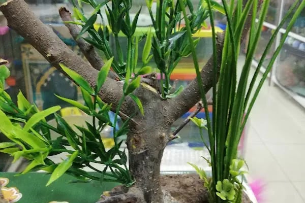 Akvaryum park Pet Shop ve kuş galerisi - Resim 7