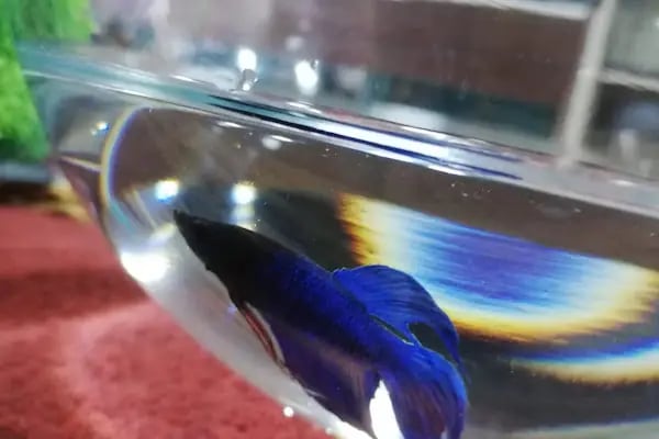 Akvaryum park Pet Shop ve kuş galerisi - Resim 14