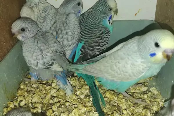 Akvaryum park Pet Shop ve kuş galerisi - Resim 12