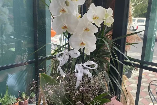 Lilyum flower and chocolate - Çerkezköy - Resim 6