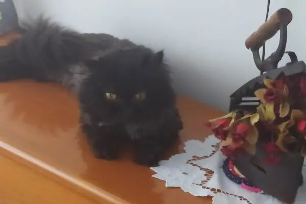 Yaşam Veteriner Kliniği Bergama - Resim 8