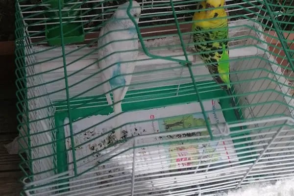 Evcilal Pet Shop - Resim 17