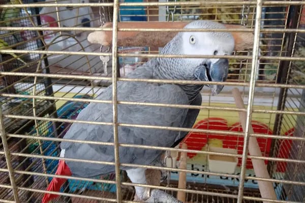 Evcilal Pet Shop - Resim 13