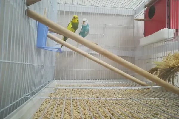 Evcilal Pet Shop - Resim 10