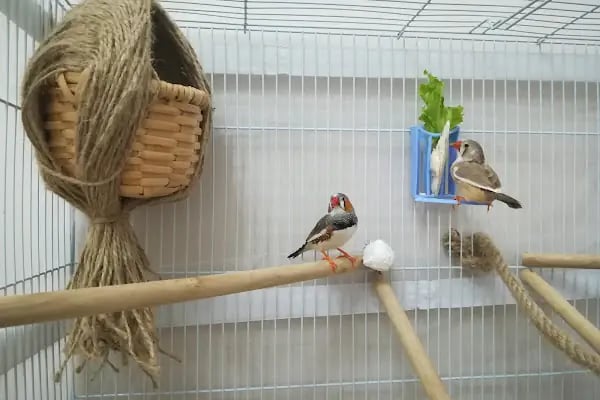 Evcilal Pet Shop - Resim 7