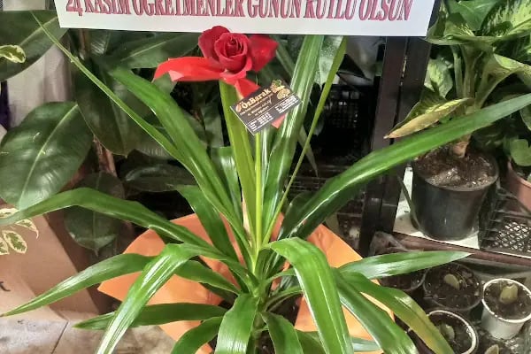 Çiçekçi Cuma - Resim 14