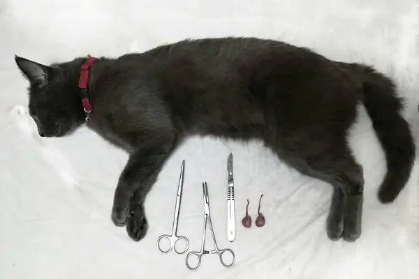 Nizip Veteriner Kliniği - Resim 10