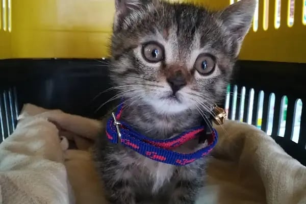 Nizip Veteriner Kliniği - Resim 2