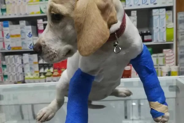 Nizip Veteriner Kliniği - Resim 5