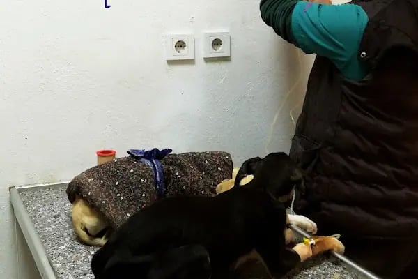 Nizip Veteriner Kliniği - Resim 9