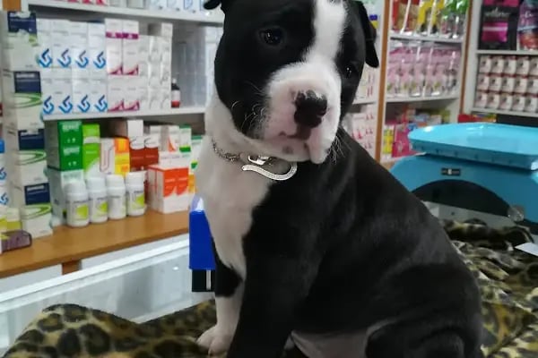 Nizip Veteriner Kliniği - Resim 7