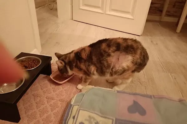 Hisar Pet Care Veterinerlik - Resim 15