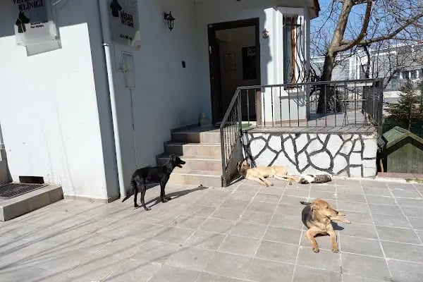 Hisar Pet Care Veterinerlik - Resim 2