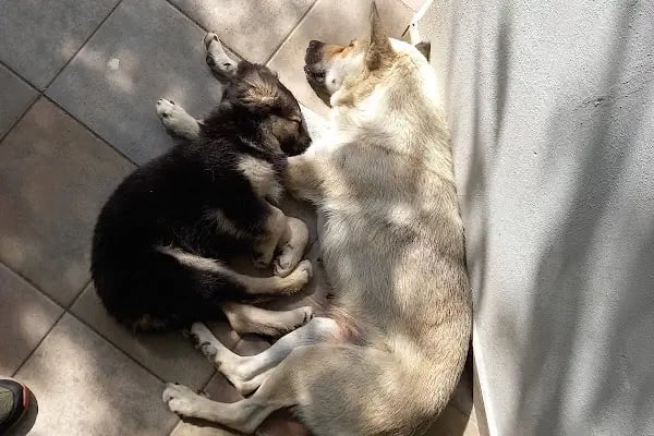 Hisar Pet Care Veterinerlik - Resim 8