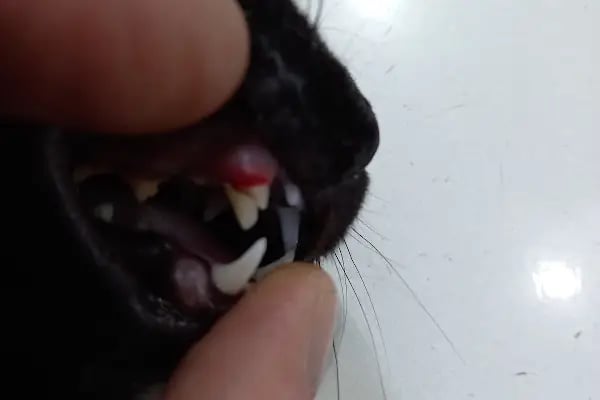 Hisar Pet Care Veterinerlik - Resim 14