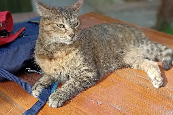 Hisar Pet Care Veterinerlik - Resim 3