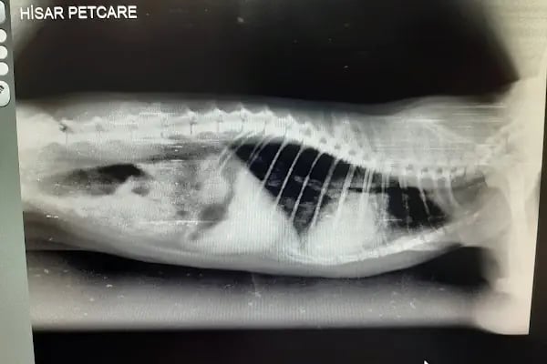 Hisar Pet Care Veterinerlik - Resim 7