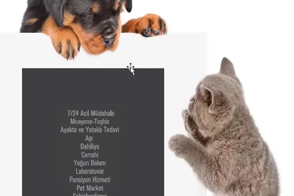 Hisar Pet Care Veterinerlik - Resim 12