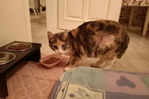 Hisar Pet Care Veterinerlik - Resim 10