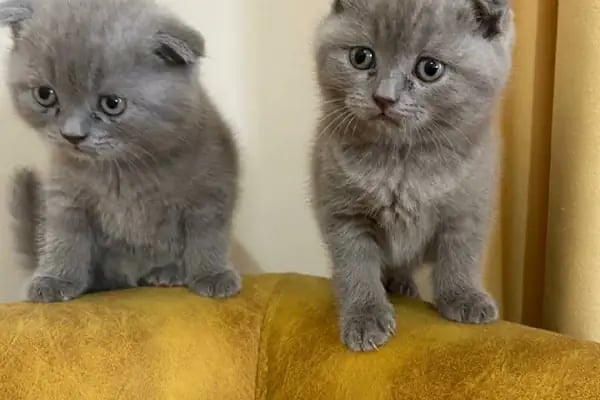 Pıtırcık pet shop - Resim 8