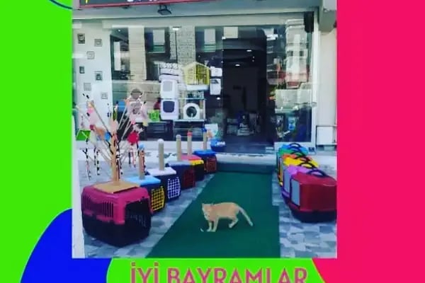 Pıtırcık pet shop - Resim 18