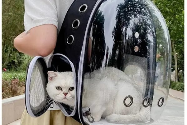 Pıtırcık pet shop - Resim 14