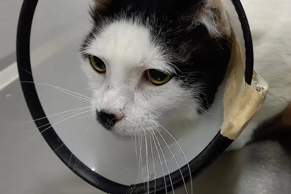 Bostanlı Plus Veteriner Kliniği - Resim 9