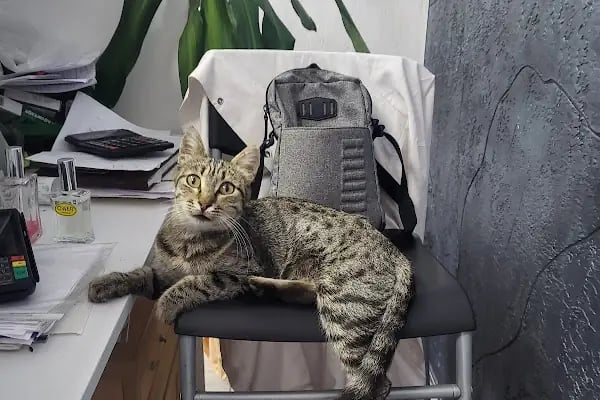Bostanlı Plus Veteriner Kliniği - Resim 14