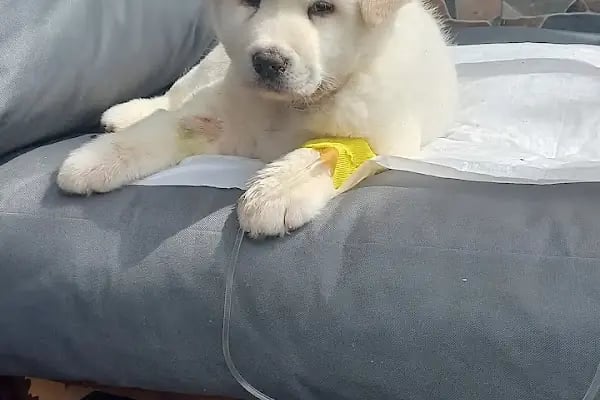 Bostanlı Plus Veteriner Kliniği - Resim 8