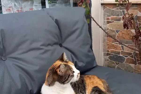 Bostanlı Plus Veteriner Kliniği - Resim 3