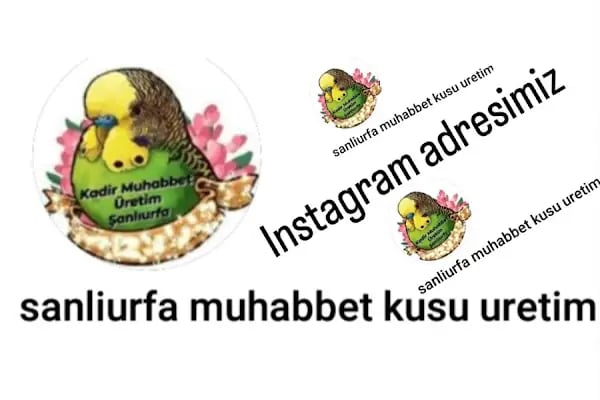 Şanlıurfa Muhabbet Kuşu Üretim - Resim 13