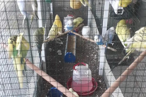 Şanlıurfa Muhabbet Kuşu Üretim - Resim 5