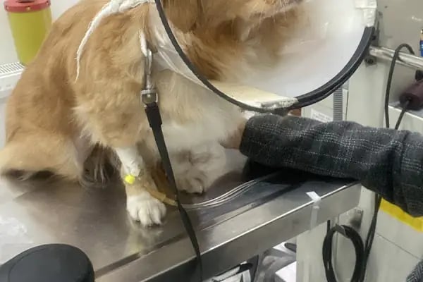 Pettention Veteriner Kliniği - Resim 6