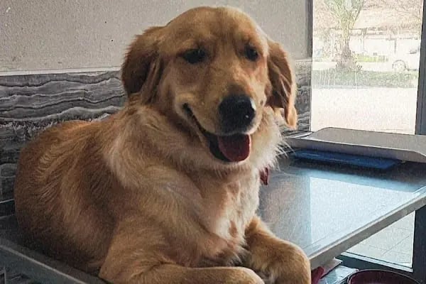 Barlas Veteriner Kliniği - Resim 9