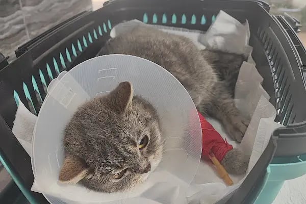 Barlas Veteriner Kliniği - Resim 13
