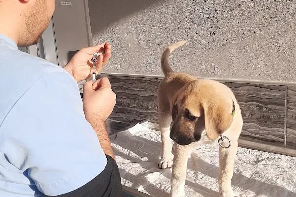 Barlas Veteriner Kliniği - Resim 4
