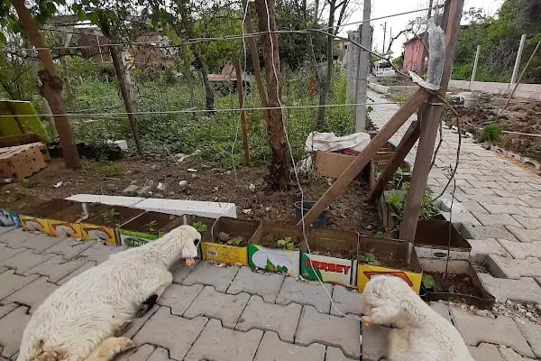 Barlas Veteriner Kliniği - Resim 7
