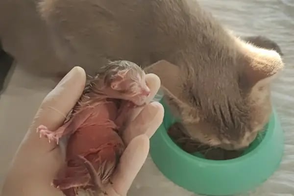 Barlas Veteriner Kliniği - Resim 14
