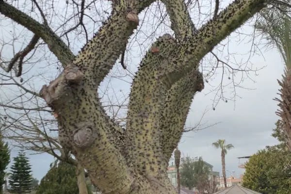 Sakarya Parkı - Resim 18