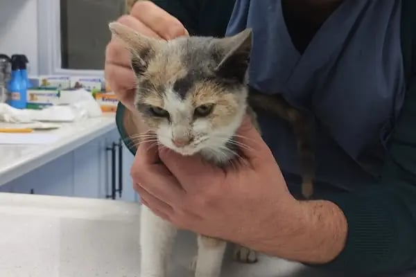 Vera Veteriner Kliniği - Resim 8