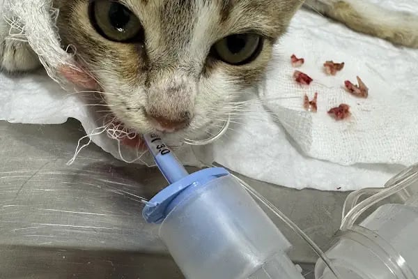 Has Veteriner Kliniği - Resim 9