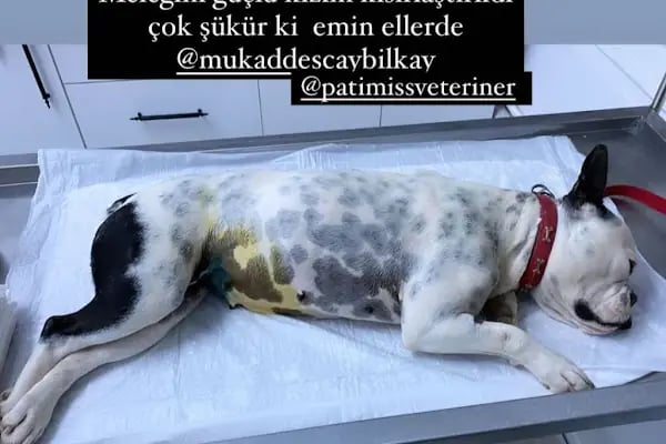 PATİMİSS VETERİNER KLİNİĞİ - Resim 5