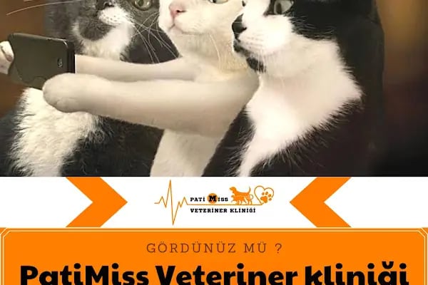 PATİMİSS VETERİNER KLİNİĞİ - Resim 3