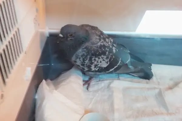 Oasis Veteriner Kliniği - Resim 11