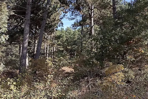 Ovacık Tabiat Parkı - Resim 9