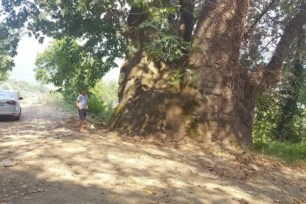 Ovacık Tabiat Parkı - Resim 7
